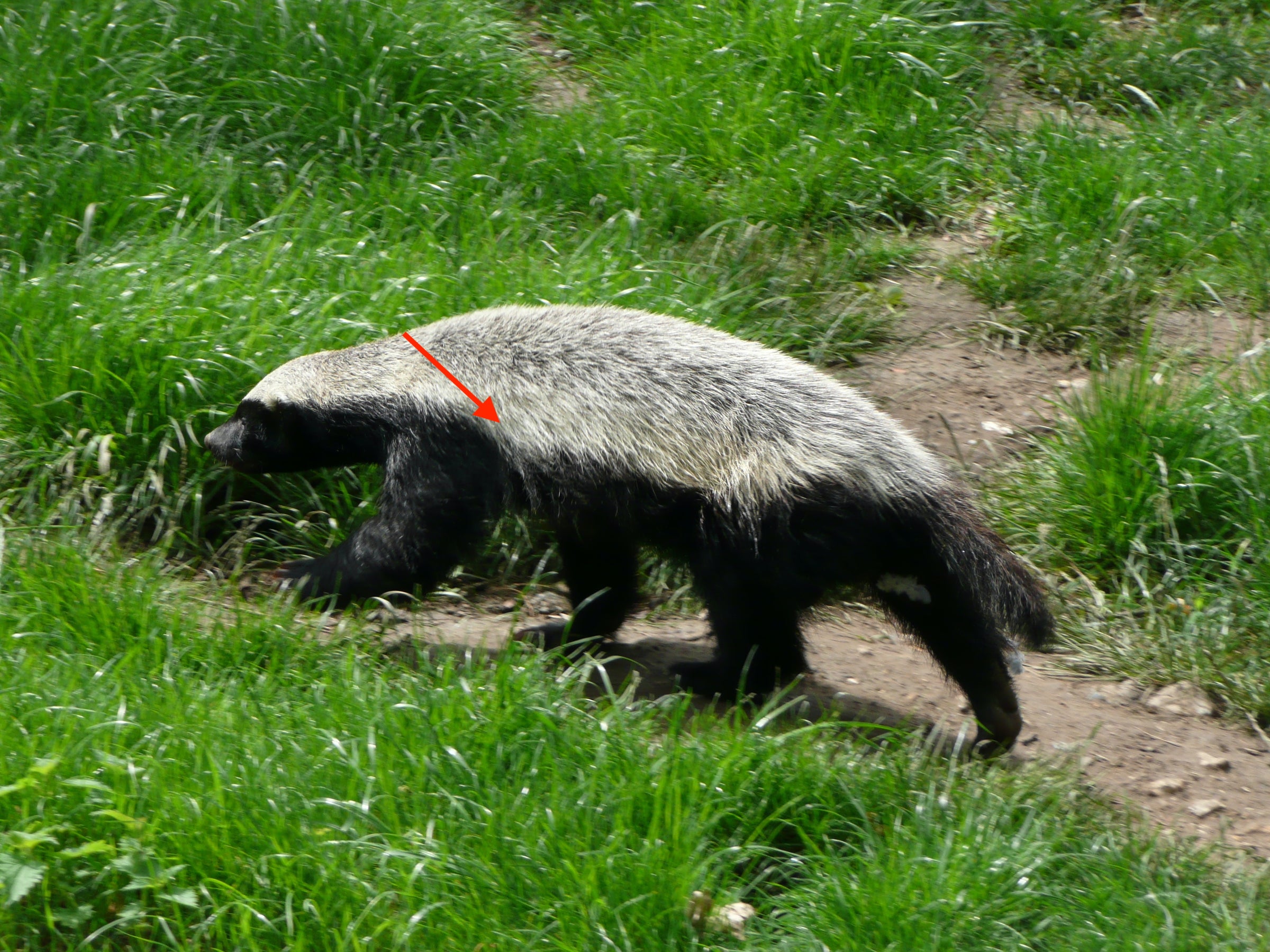 Honey Badger | Kgama Safaris